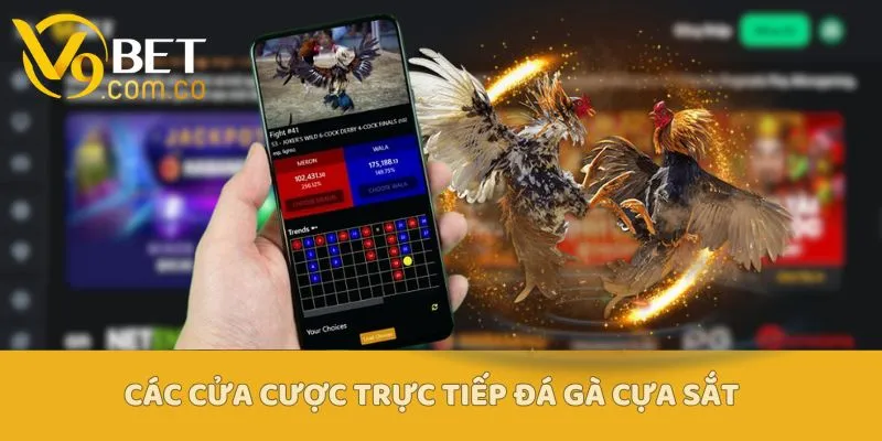 Trực Tiếp Đá Gà Cựa Sắt - Xu Hướng Cá Cược Được Yêu Thích Nhất 5 Trực Tiếp Đá Gà Cựa Sắt V9bet