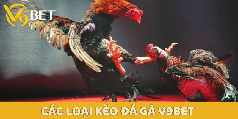 Đá Gà V9BET – Sân Chơi Kịch Tính Dành Cho Người Đam Mê 3 Các loại kèo đá gà V9Bet