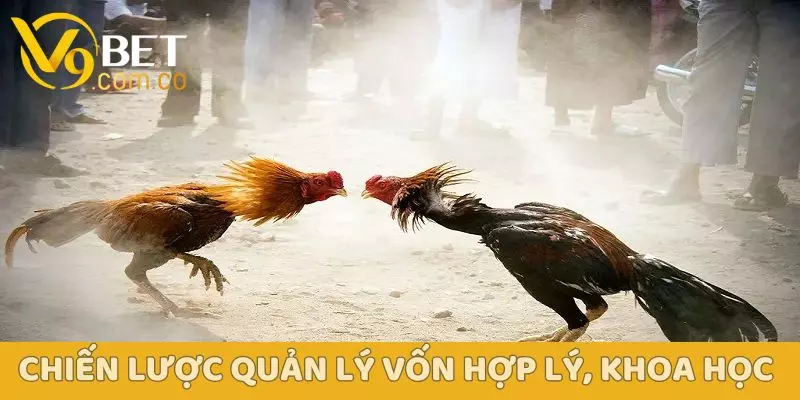 Đá Gà V9BET – Sân Chơi Kịch Tính Dành Cho Người Đam Mê 5 Chiến lược quản lý vốn hợp lý, khoa học khi tham gia đá gà V9BET