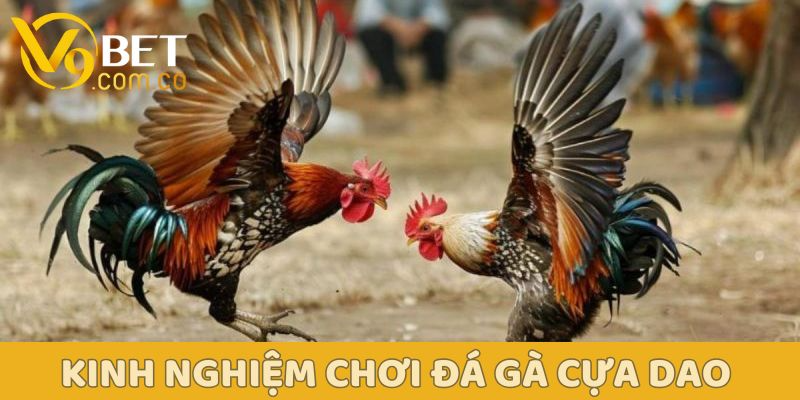 Đá Gà Cựa Dao: Từ luật chơi đến mẹo thắng lớn cùng V9bet 5 Kinh nghiệm chơi đá gà cựa dao V9bet tỷ lệ thắng cao