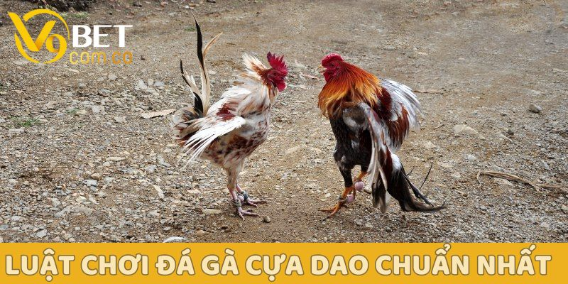 Đá Gà Cựa Dao: Từ luật chơi đến mẹo thắng lớn cùng V9bet 4 Đá Gà Cựa Dao V9bet