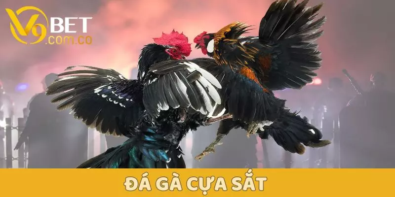 Đá Gà V9BET – Sân Chơi Kịch Tính Dành Cho Người Đam Mê 2 Đá gà V9BET - Đá gà cựa sắt