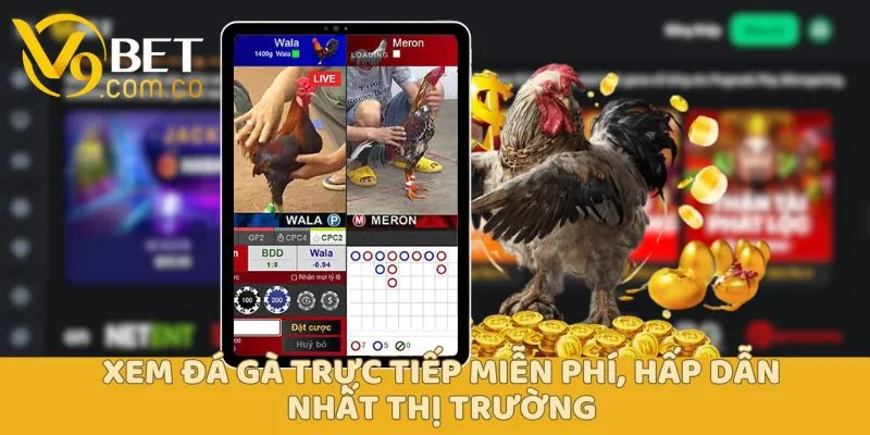 Đá Gà Trực Tiếp Thomo V9bet - Trực Tiếp Thi Đấu Hấp Dẫn Đông Nam Á 4 Đá Gà Trực Tiếp Thomo V9bet