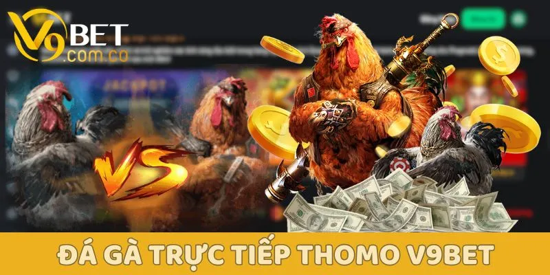 Đá Gà Trực Tiếp Thomo V9bet - Trực Tiếp Thi Đấu Hấp Dẫn Đông Nam Á 2 Đá Gà Trực Tiếp Thomo V9bet