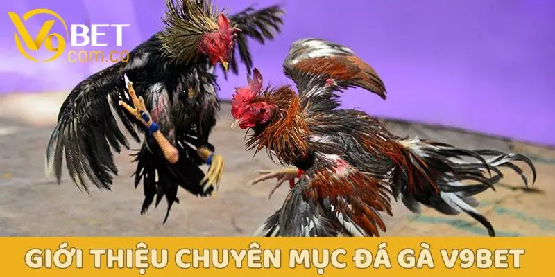 Đá Gà V9BET – Sân Chơi Kịch Tính Dành Cho Người Đam Mê 1 Giới thiệu sơ lược về chuyên mục đá gà V9BET