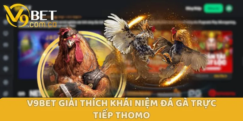Đá Gà Trực Tiếp Thomo V9bet - Trực Tiếp Thi Đấu Hấp Dẫn Đông Nam Á 3 Đá Gà Trực Tiếp Thomo V9bet