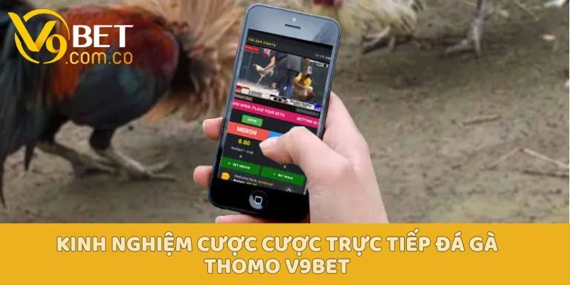 Đá Gà Trực Tiếp Thomo V9bet - Trực Tiếp Thi Đấu Hấp Dẫn Đông Nam Á 6 Đá Gà Trực Tiếp Thomo V9bet