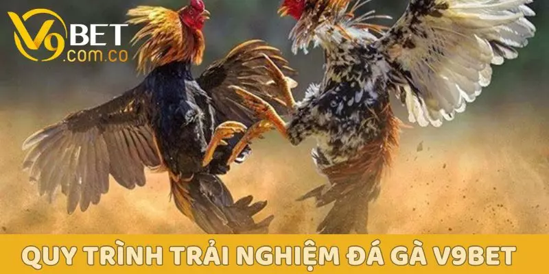 Đá Gà V9BET – Sân Chơi Kịch Tính Dành Cho Người Đam Mê 4 Quy trình trải nghiệm sảnh đá gà V9BET đơn giản cho newbie