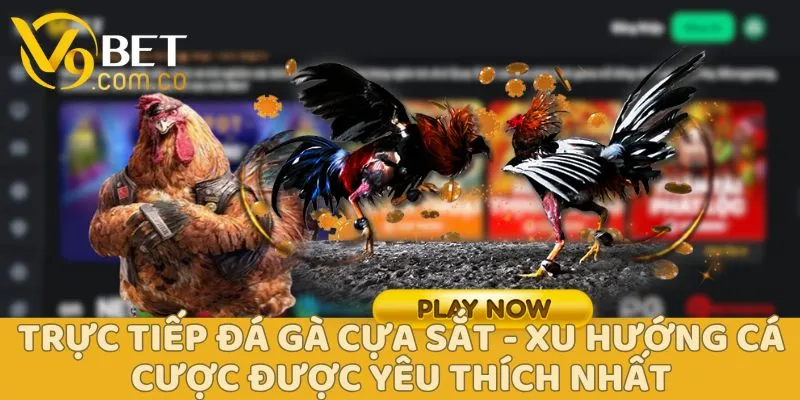 Trực Tiếp Đá Gà Cựa Sắt - Xu Hướng Cá Cược Được Yêu Thích Nhất 2 Trực Tiếp Đá Gà Cựa Sắt V9bet