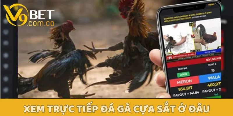 Trực Tiếp Đá Gà Cựa Sắt - Xu Hướng Cá Cược Được Yêu Thích Nhất 6 Trực Tiếp Đá Gà Cựa Sắt V9bet